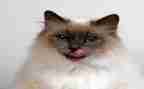 小猫咪作文300字作文8篇