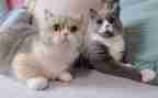 我的猫的作文300字6篇