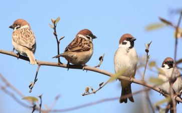 麻雀战读后感7篇