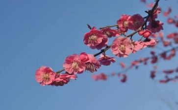 梅园作文5篇