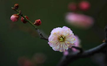 去梅花看梅花作文模板8篇