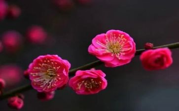 写梅花以物喻人的作文7篇