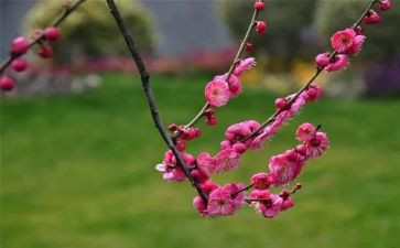 小班《梅花》教案8篇