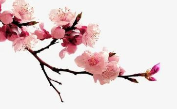 去梅花看梅花作文优秀6篇