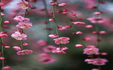 《梅花》教案最新5篇