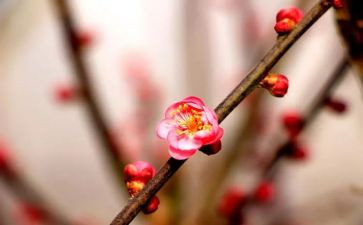 我就像梅花作文600字精选7篇