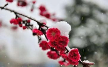 《梅花》教案8篇