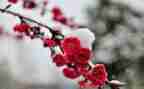 《梅花》教案8篇