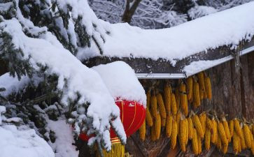 我喜欢冬天的雪的作文模板5篇