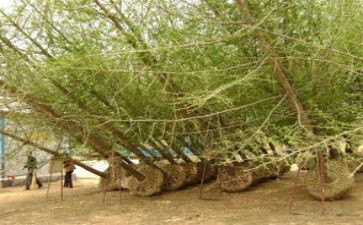 苗木合同推荐7篇