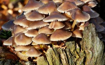 幼儿园大班蘑菇教案5篇