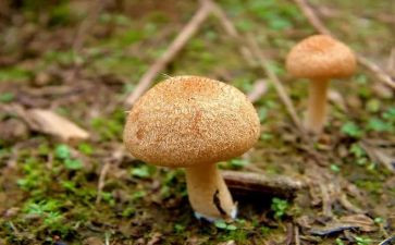 幼儿园小班蘑菇教案5篇