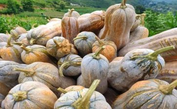 南瓜饼教案精选5篇