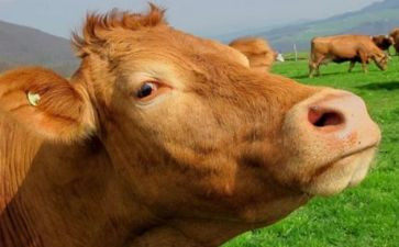 关于牛的活动策划优质5篇