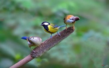 关于期盼雪的作文8篇