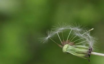 读蒲公英读后感6篇