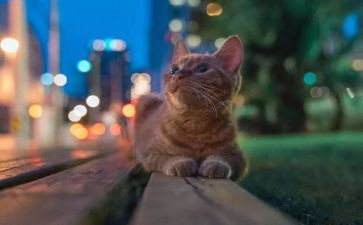 对雪的期待作文8篇