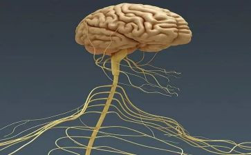 神经外自我鉴定最新7篇