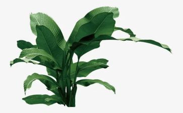 小学生植树节讲话稿7篇