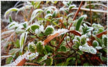 霜的工作的读后感推荐7篇