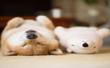 睡觉大班教案5篇