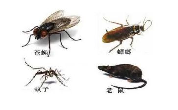 防四害工作总结7篇