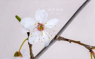 四月读书心得6篇