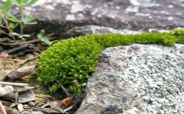 苔的读后感500字模板6篇