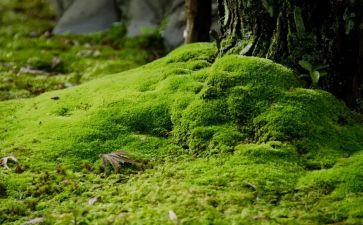 苔的读后感400字5篇
