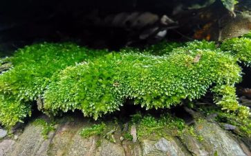 苔的读后感500字参考6篇