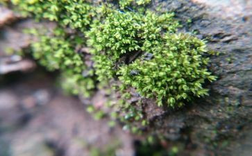 苔的读后感400字优质7篇
