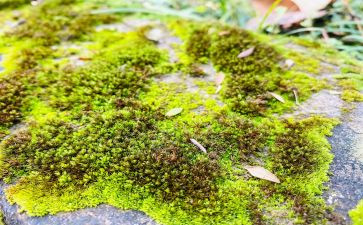 苔的读后感500字8篇