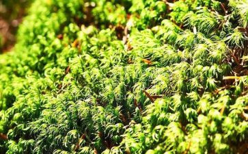 苔的读后感500字通用8篇