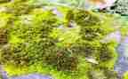 苔的读后感500字8篇