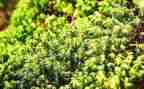 苔的读后感500字通用8篇
