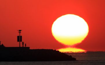 《太阳花》读后感7篇