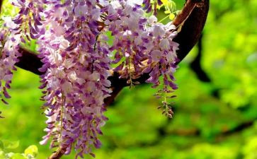 紫藤萝瀑布读后感5篇