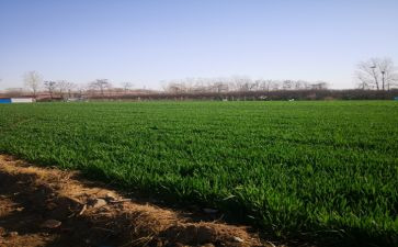 田野上的春天作文模板8篇