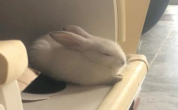 兔子坡的读后感8篇