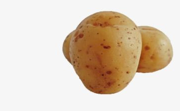 收土豆作文500字5篇