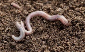 蚯蚓日记读后感7篇