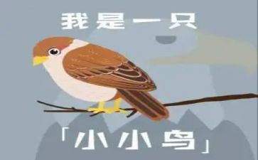 数小鸟教案精选5篇