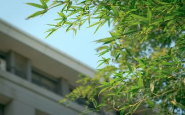 午后的作文优质7篇