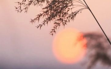 读《骆驼祥子》的心得优秀6篇
