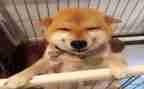 笑猫读后感模板8篇