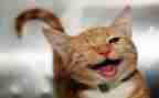 笑猫读后感7篇
