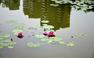 《小池》古诗教案7篇