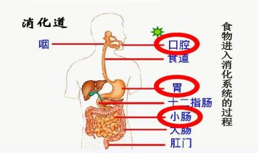 消化科医生个人总结8篇