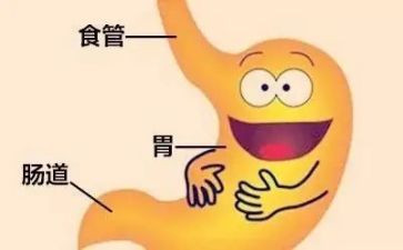 消化心得体会6篇
