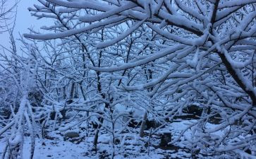 关于下雪了的作文8篇